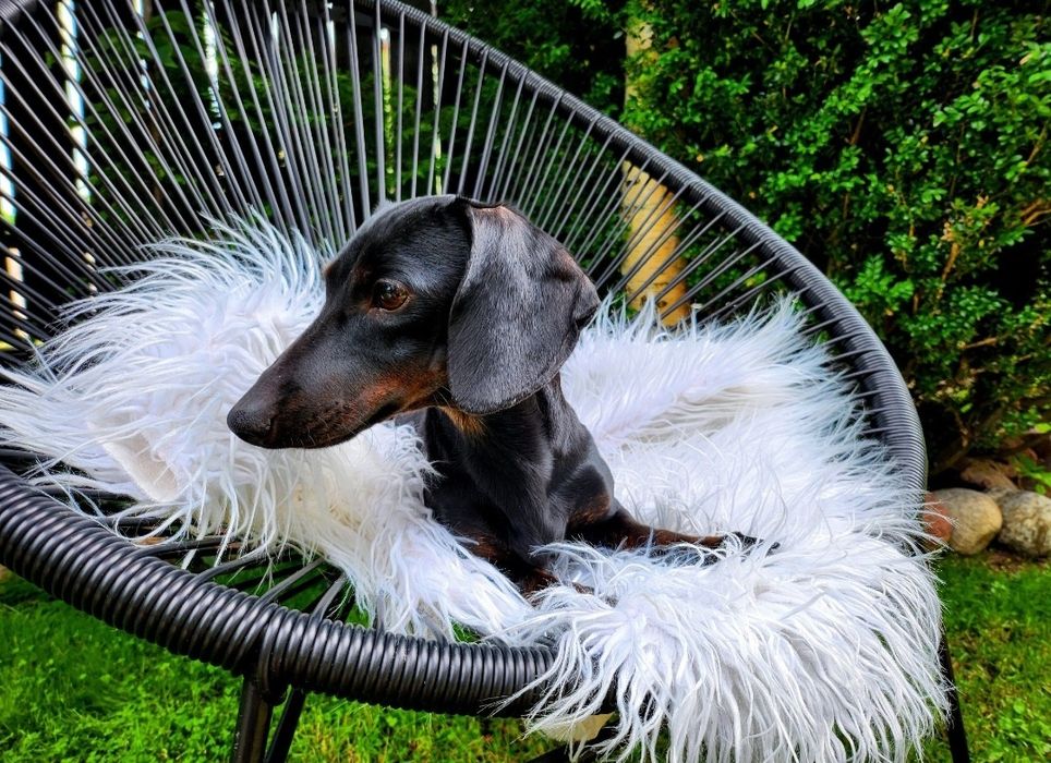 Jamnik króliczy / gładkowłosy / czarny podpalany (nie miniaturowy) FCI