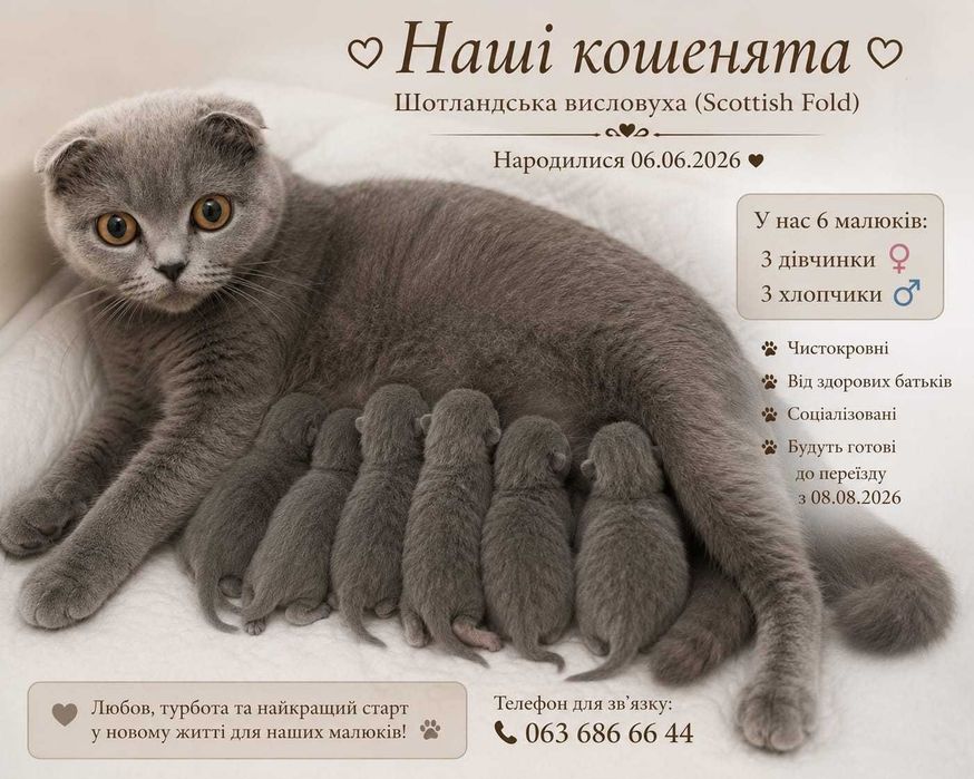 Продам шотландських кошенят
