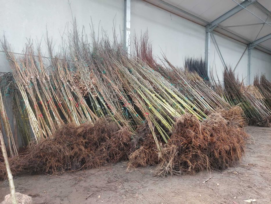 Drzewa alejowe Dąb , Klon , Jarząb, Ambrowiec , Platan Catalpa 8-14cm