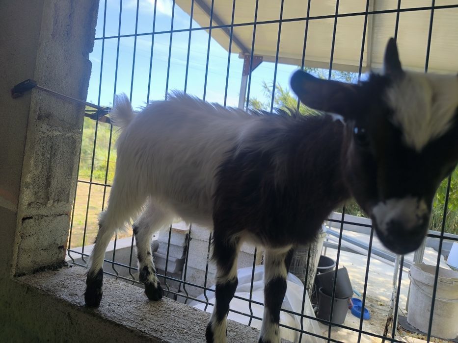 3 Cabras anãs de pêlo longo para venda COIMBRA