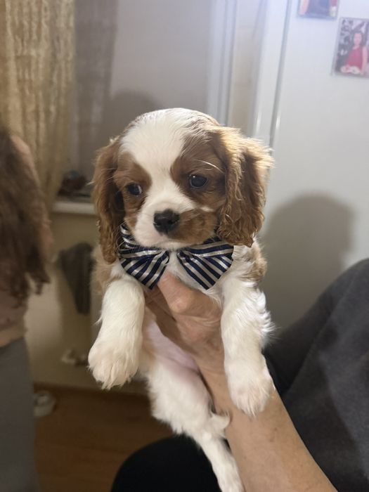 Одесса Ксу щенок Кинг Чарльз