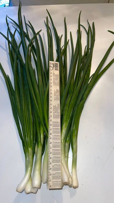 Продам зелену ЦИБУЛЮ (перо)!!!