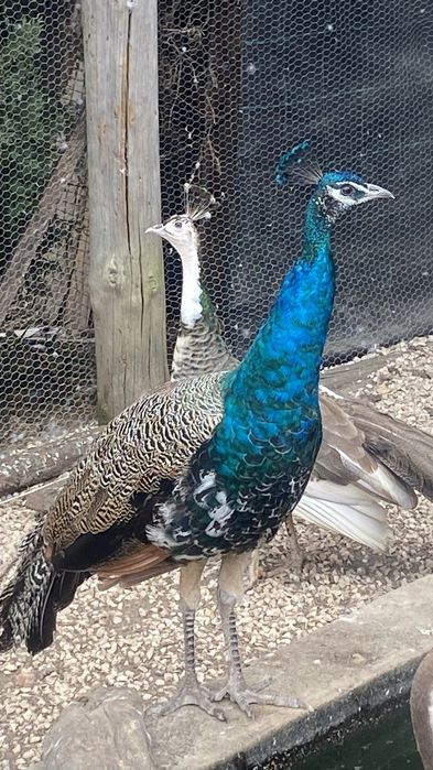 Pavão azul macho