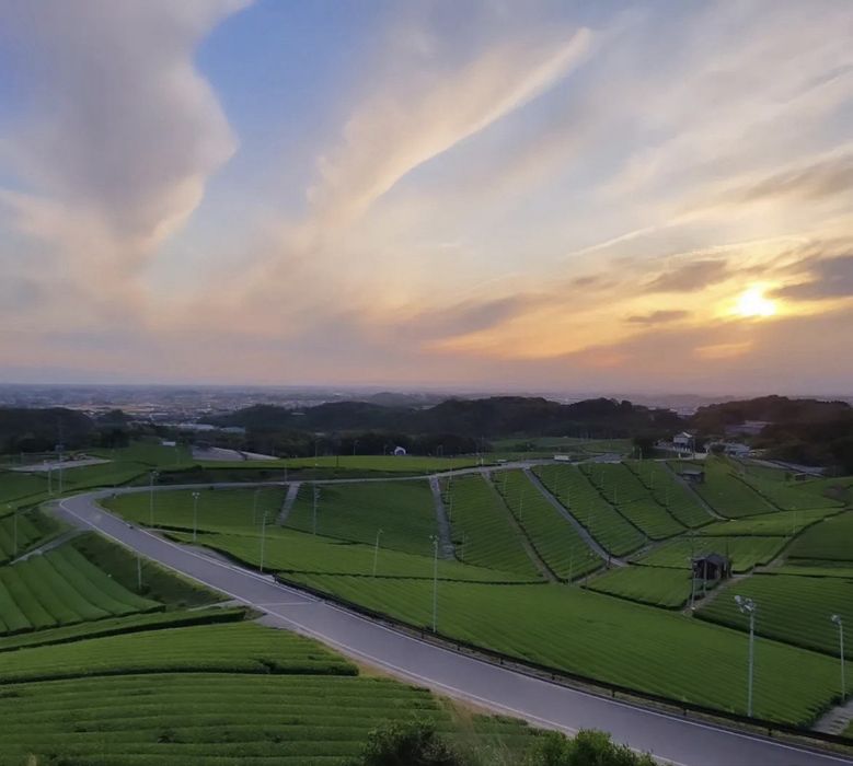 Японський чай Матча matcha