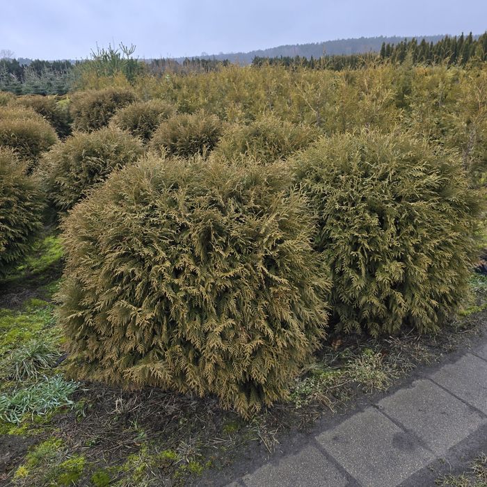 Tuja golden globe 40-150 cm tuje woodwardii kula zielona kule zolta