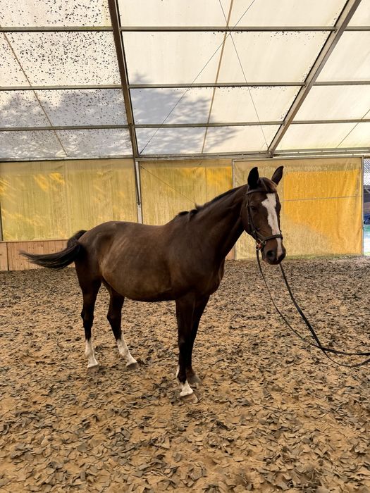 Klacz Wielkopolska Profesor