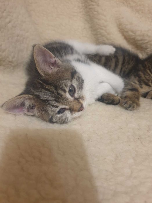 Безкоштовно.Три гарні дівчинки шукають родину