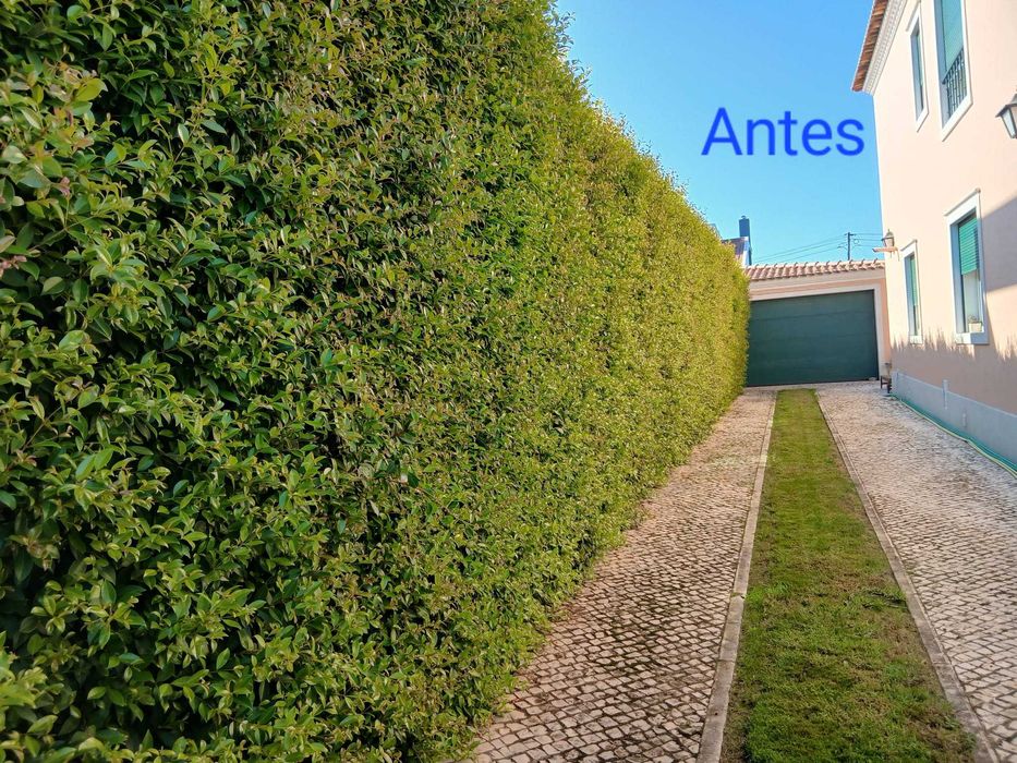 Manutenção de jardins e limpeza de terrenos - Preços acessíveis