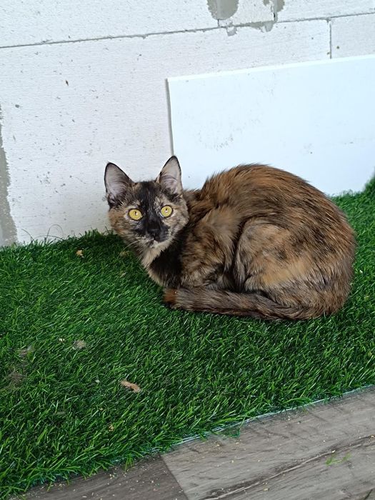 Невезучая Ниндзя бесплатно