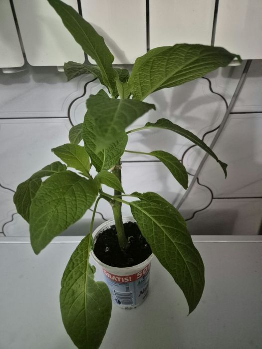 Datura, Brugmansja biała