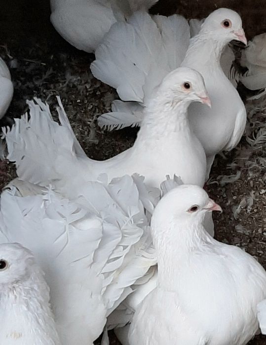 Pombos Rabo de Leque - Casal