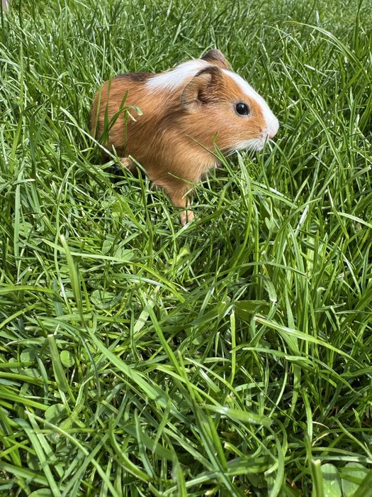 Продам морских свинок(свои)