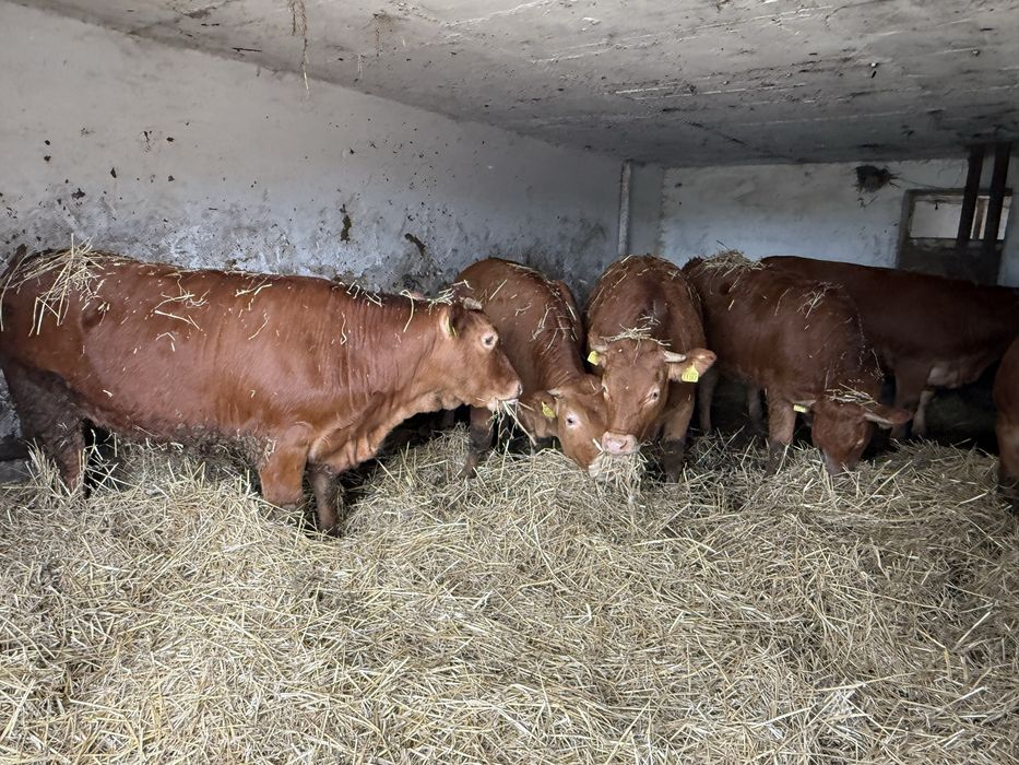 Sprzedam Jałówki  Do Zacielenia  Oraz Buhaja Limousine lm