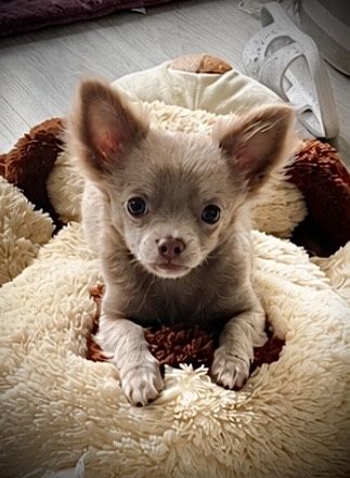 Chihuahua długowłosy