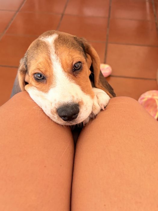 Filhote Beagle macho de 2 meses