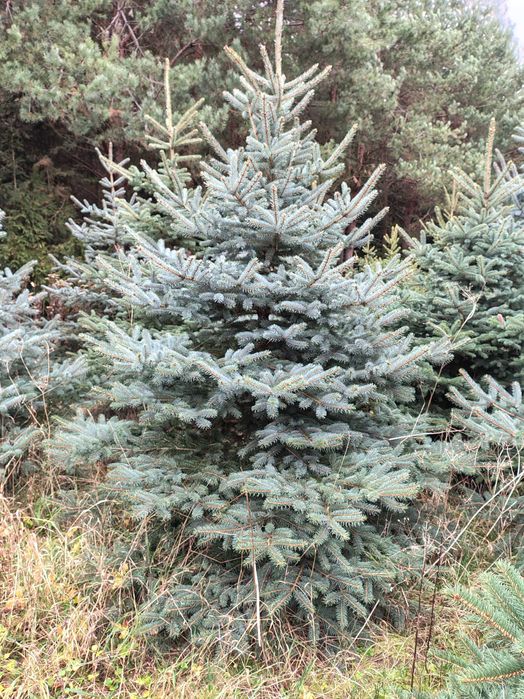 Świerk srebrny - choinki świąteczne