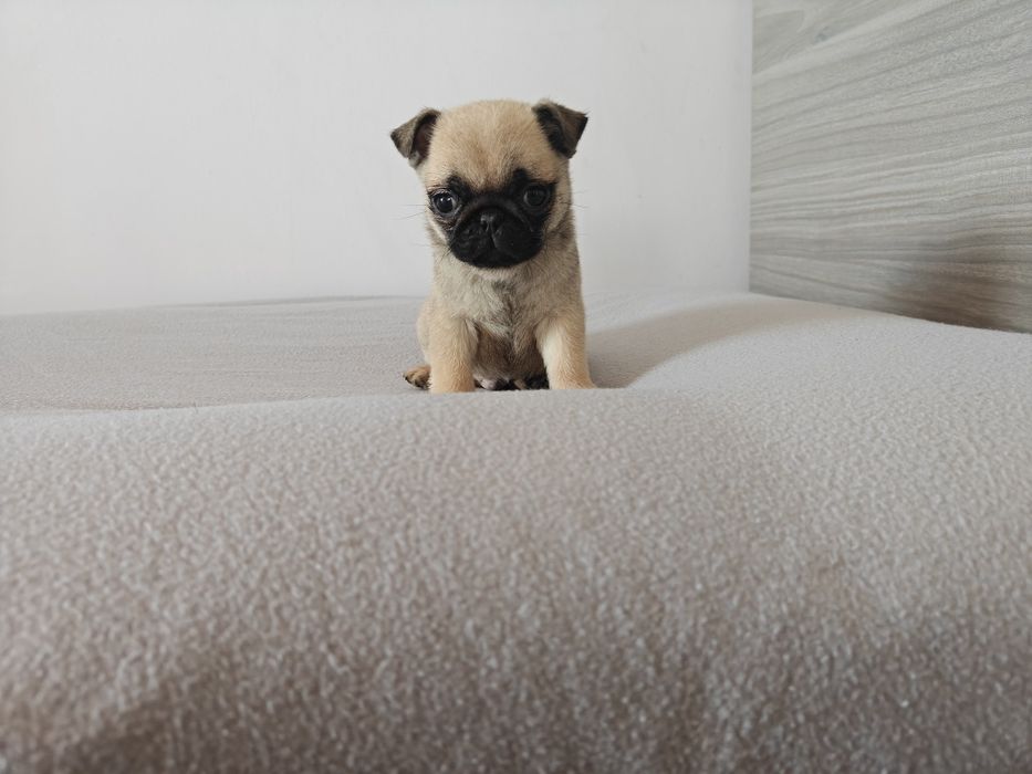 Sprzedam ślicznego samca Mops beżowy