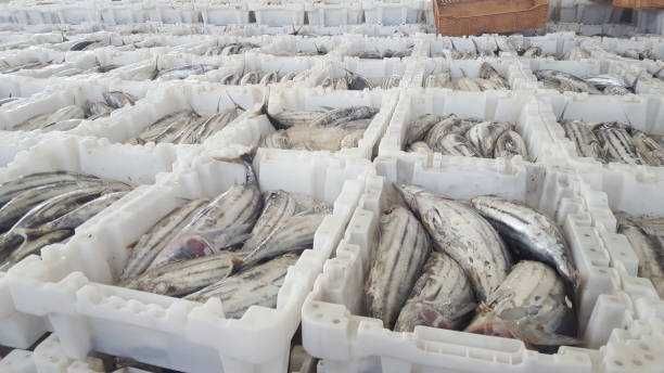 Камера для охолодження риби  0 + 8 °C  (Житомир, Олевськ)