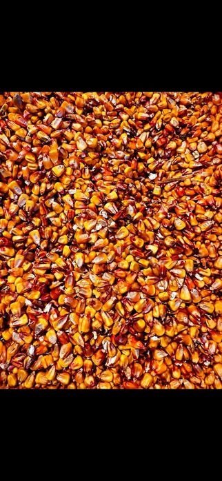 Продам кукурудзу