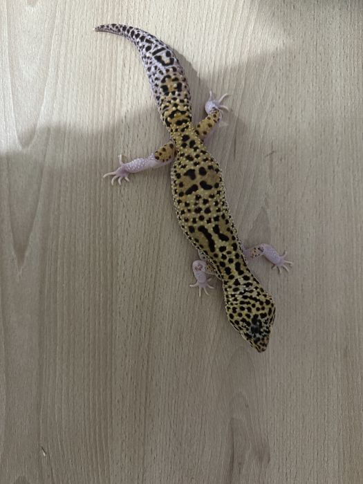 Gekon lamparci samica Mack Snow Eclipse Het Raptor