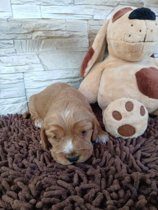 Cocker Spaniel Angielski sunia