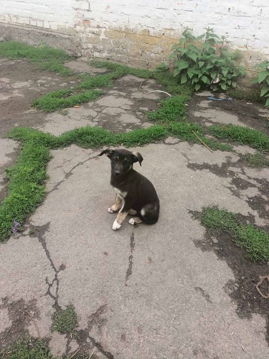 Віддам в добрі руки собачок.