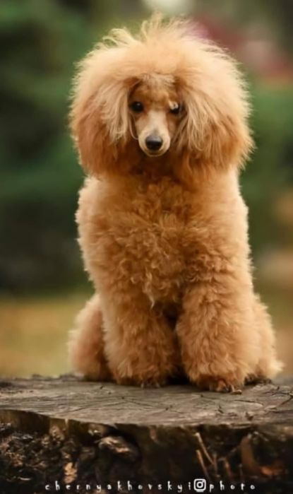 Pudel Toy dorosły piesek FCI