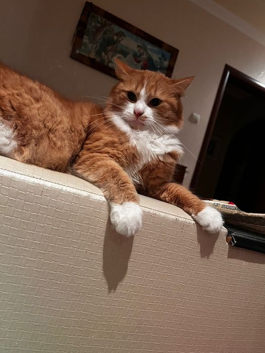 Віддам котика у Добрі руки:)гарно себе поводить дуже грайливий)))