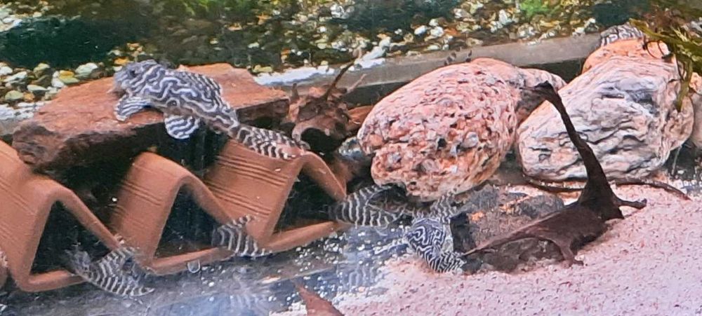 L 066 King Tiger pleco 10 szt.