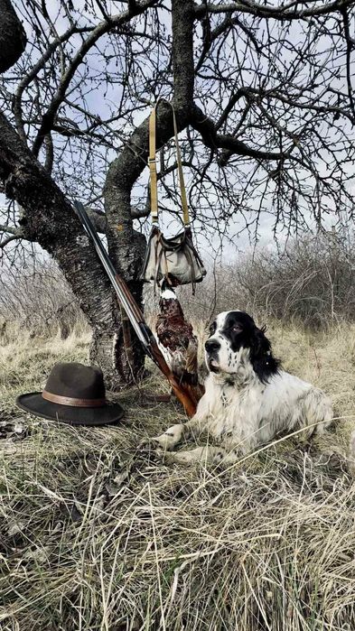 English  setter / Rose del Wind