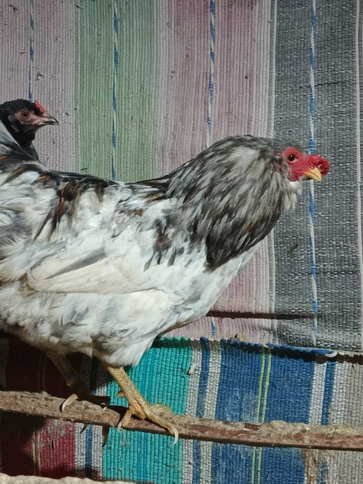 araucana ogoniasta jaja lęgowe
