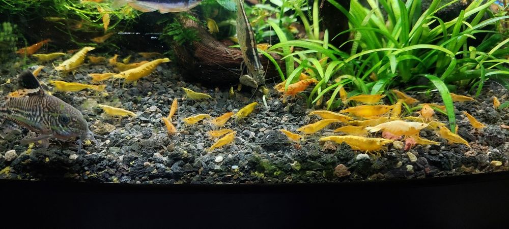 Krewetki Yellow Neocardina