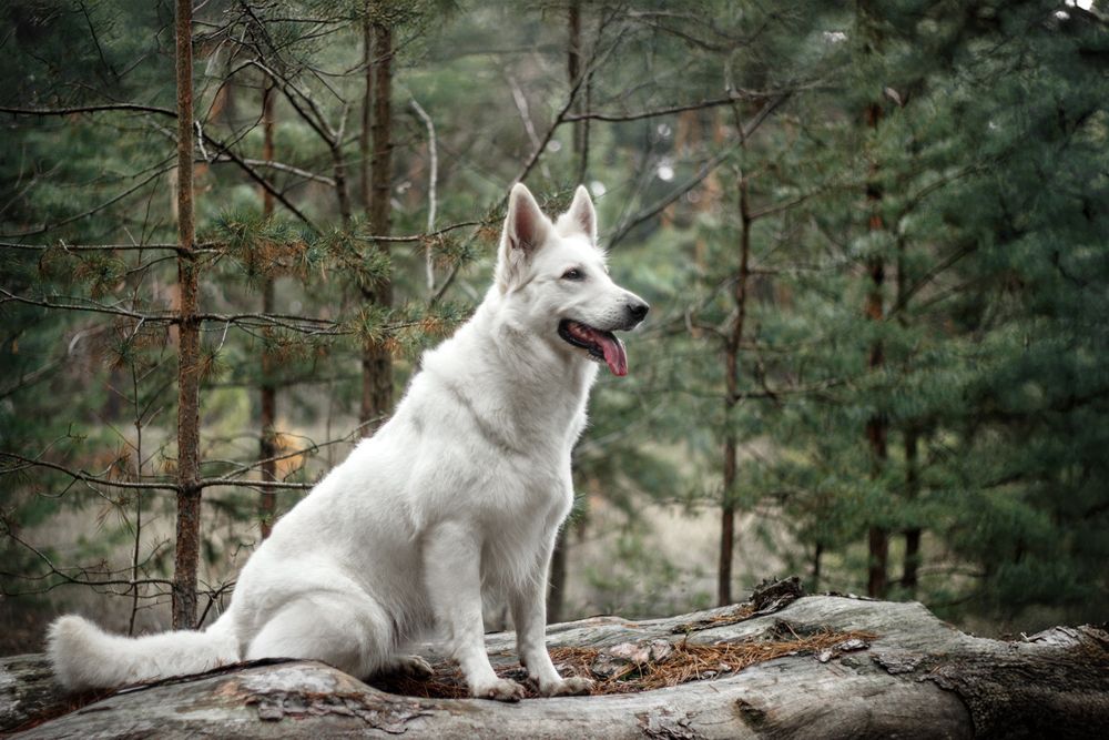 Цуценята БШВ/БШО, Біла швейцарська вівчарка/Белая Швейцарская овчарка