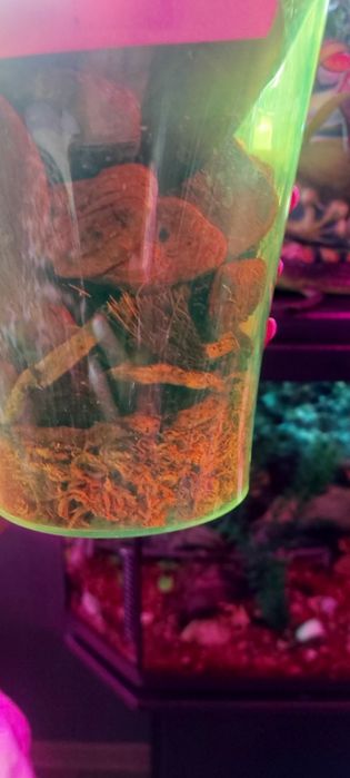 Орхидея фаленопсис сортовая