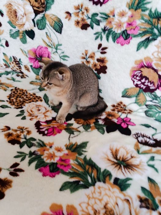 Ексклюзивні кошенята