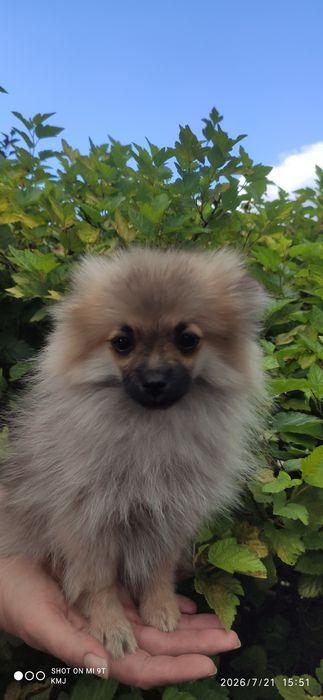 Pomeranian, Szpic miniaturowy.