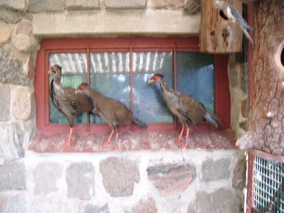 kiściec/bażant srebrzysty