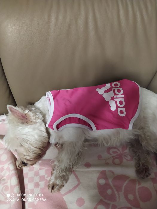 Майка для собачки Ади дог
