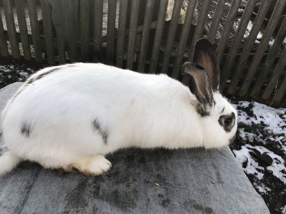 Кролики. Спарована самка.