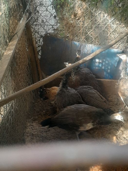 Patos exoticos, pavões, gansos