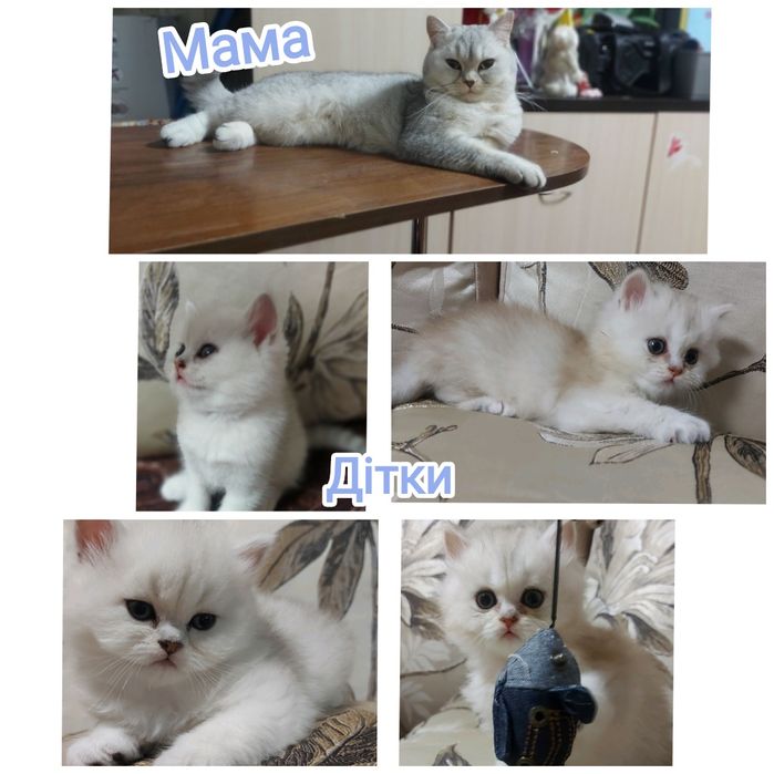 В'язка шиншилового серебристого кота, прямовухий  шотландець