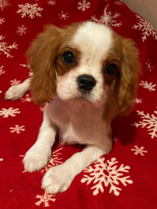 Cavalier King Charles Spaniel*Śliczny piesek