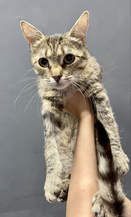 Кошка молодая лесная полосатая серая коричневая кішка смугаста