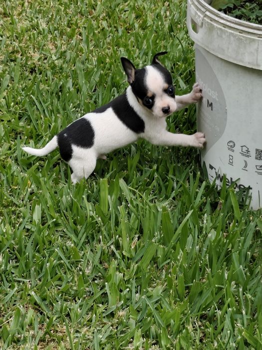 Macho chihuahua disponível