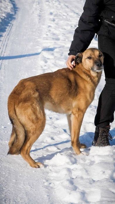 Шукаємо найкращу родину,для чарівної Ніколь