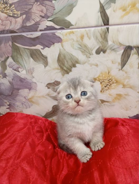 Кошенята скотіш страйт, фолд ( хлопчики та дівчатка )