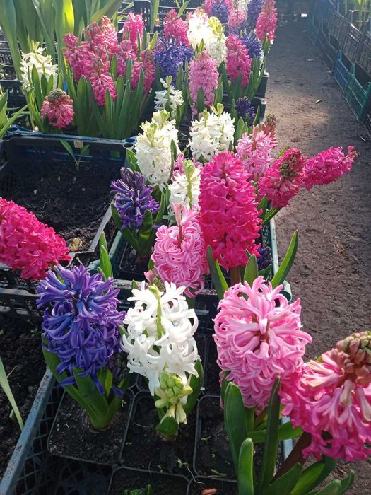 Гіацинти до 8 березня.