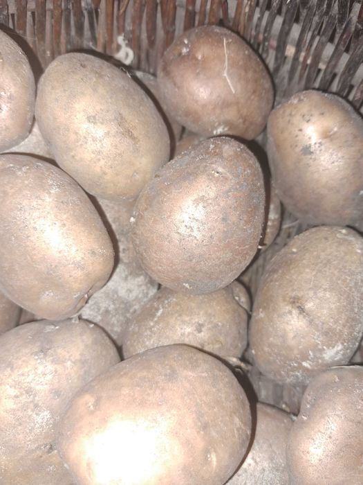 Продам велику та посадкову картоплю