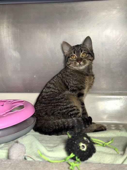 Отдам котят, от 5-8 мес