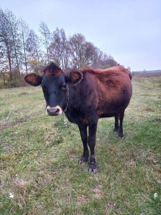 Телиця джерсі, нетель джерсей, теличка джерс